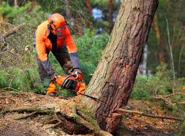 Best Leaf Removal  in Lombard, IL