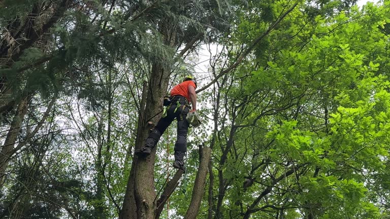 Professional Tree Services in Lombard, IL